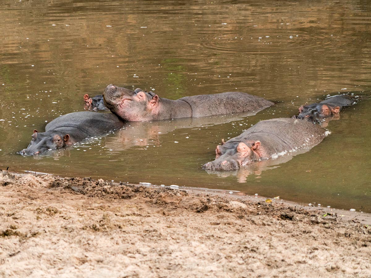 Hippopotamus having a bath in Maasai Mara met on Safari