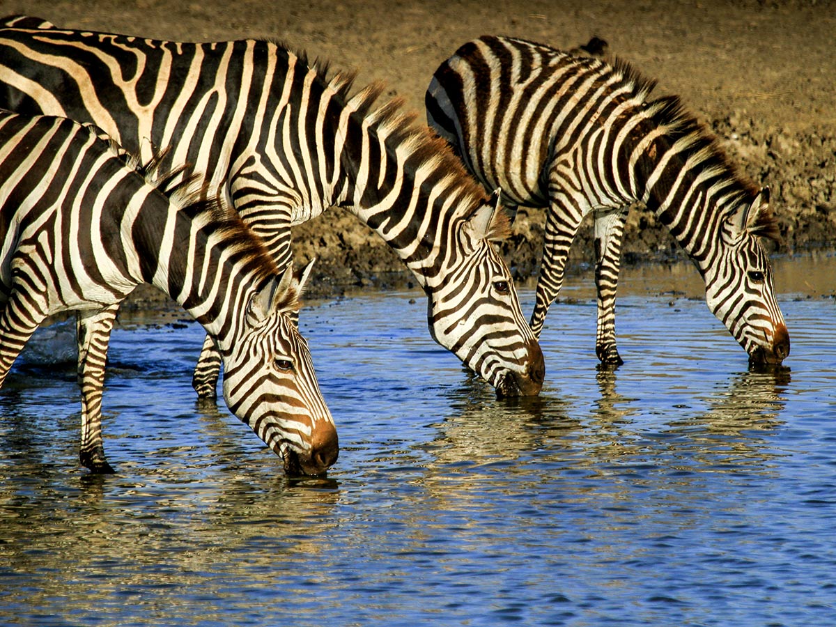 Group of zebras a common sight in Maasai Mara seen on Classic Safari Nyota Tour