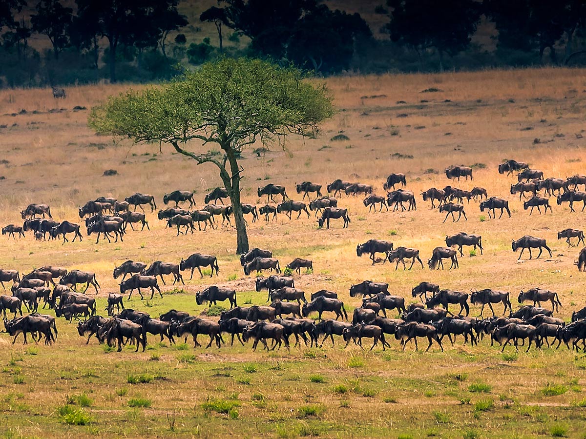 Classic Safari Nyota Tour in Tanzania and Kenya have big chances in seeing the Big 5