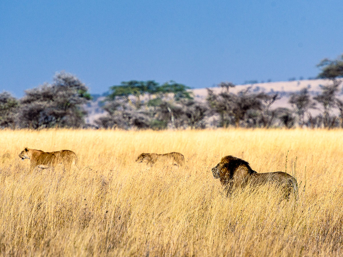 Lions met in Serengeti on Classic Safari Nyota Tour in Kenya and Tanzania