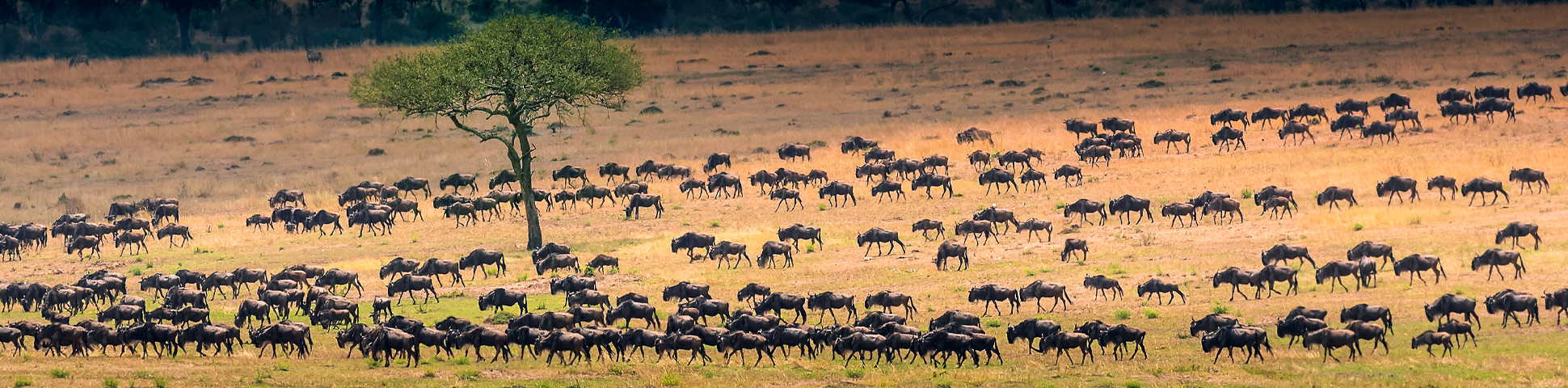 East Africa Camps Classic Safari