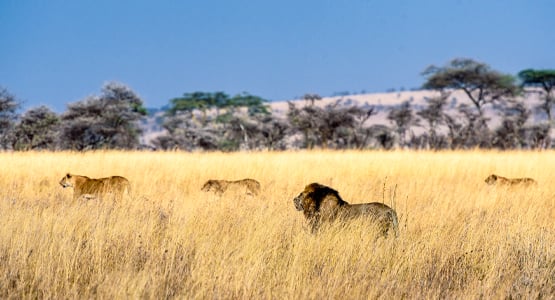 East Africa Camps Classic Safari