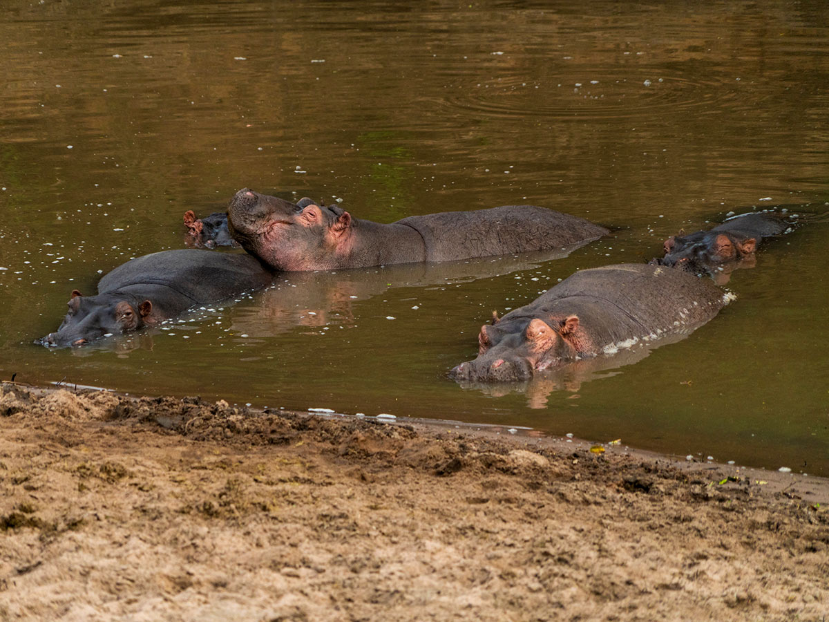 Hippopotamuses met in one of the camps on Tanazia and Kenia Safari