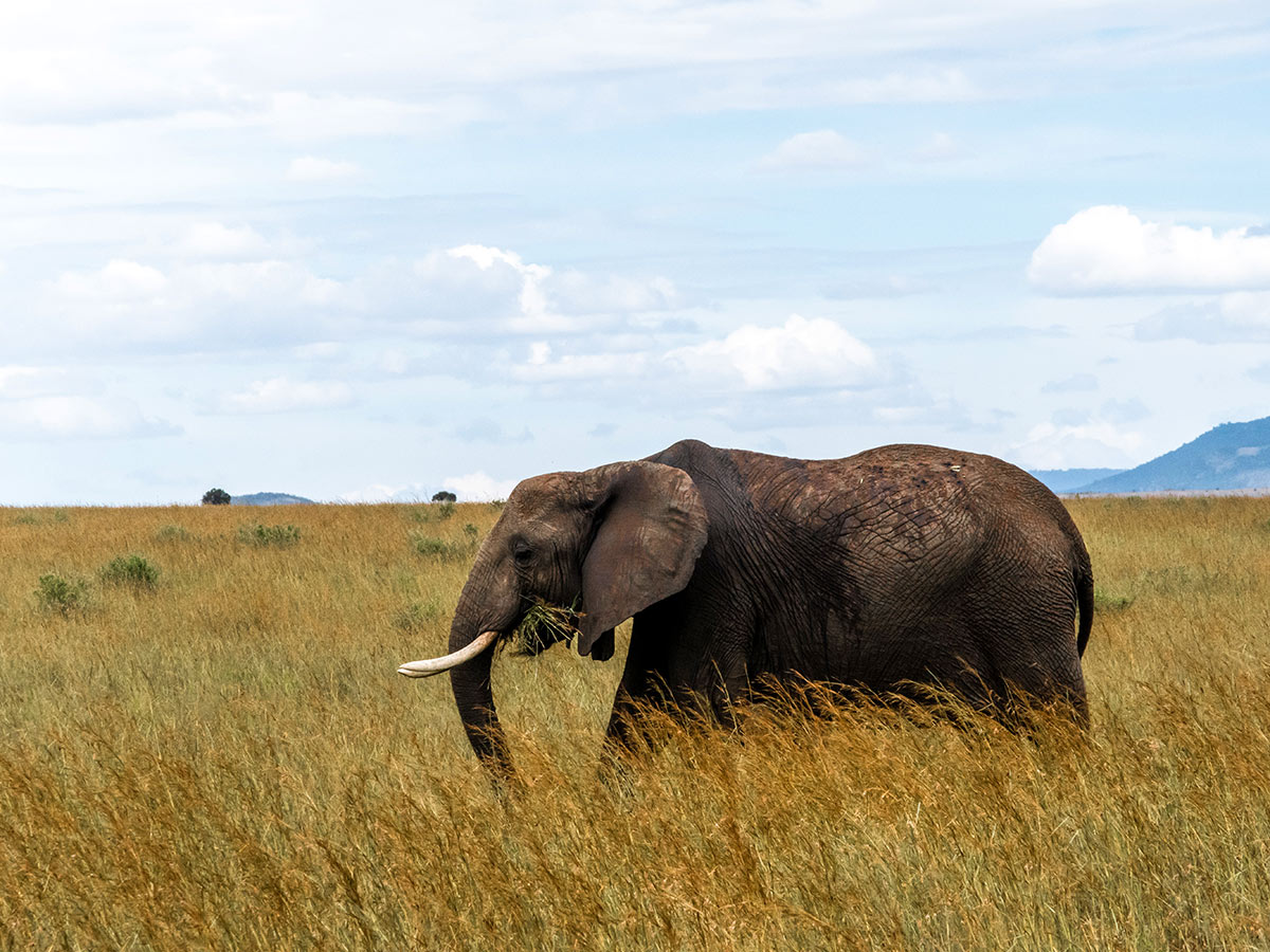 Grey elephant seen on safari during the Tanazia and Kenia Safari