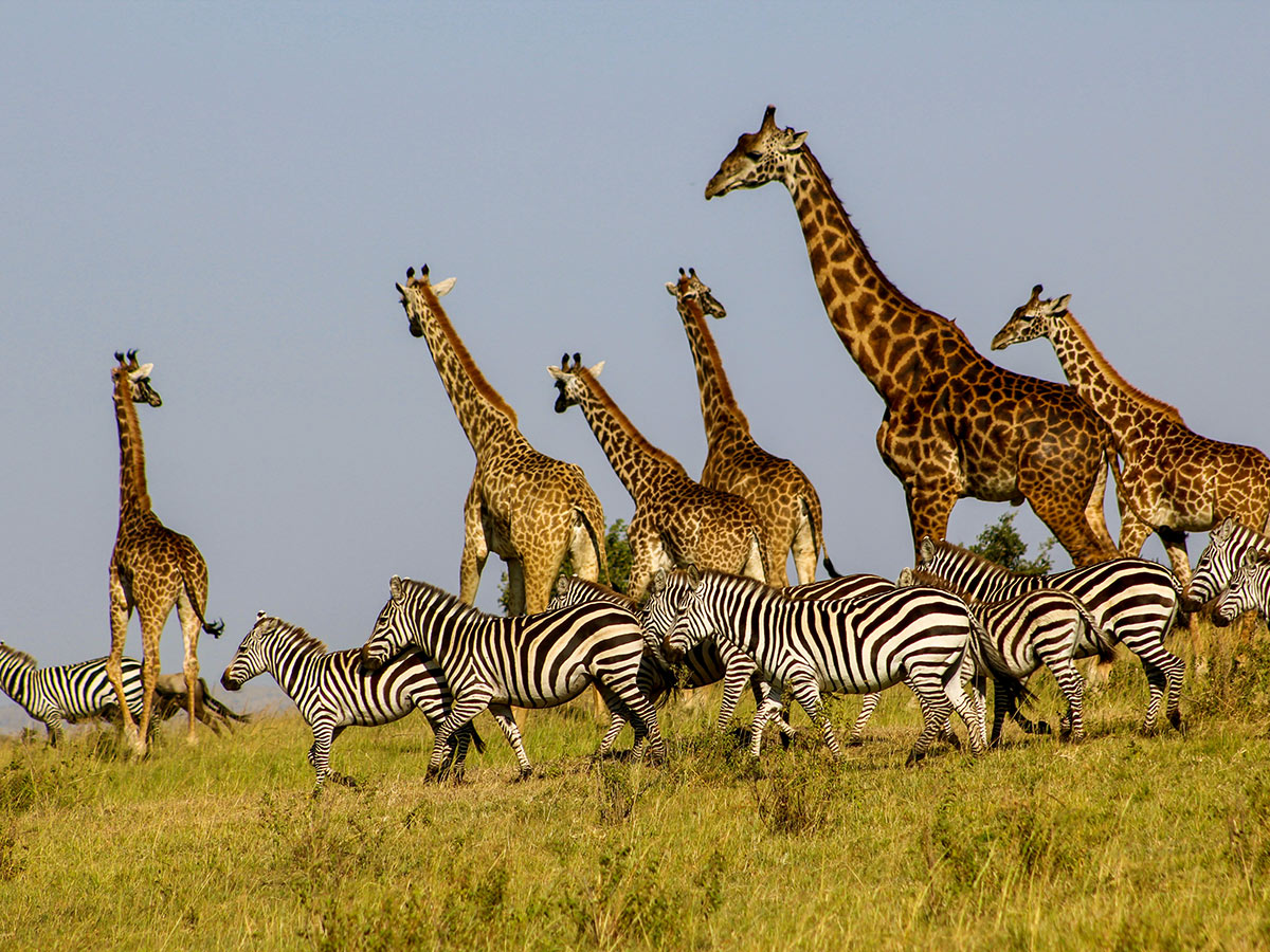 Tanzania and Kenya Safari Tour include big chances seeing zebras and giraffes j