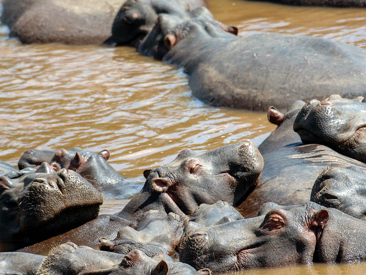 Hippopotamuses bathing in a pond met on Safari in Kenya and Tanzania