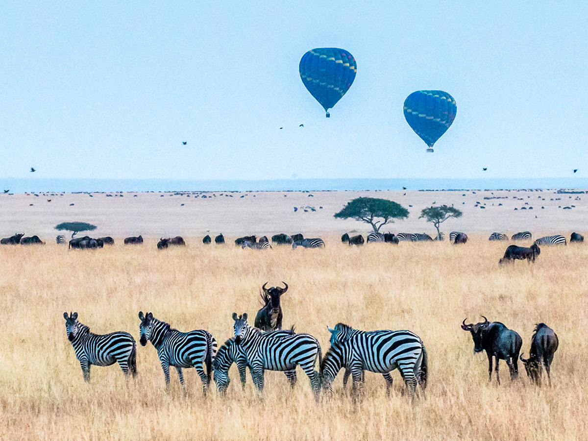 Group of zebras in Maasai Mara park on Tanazia and Kenia Safari Tour