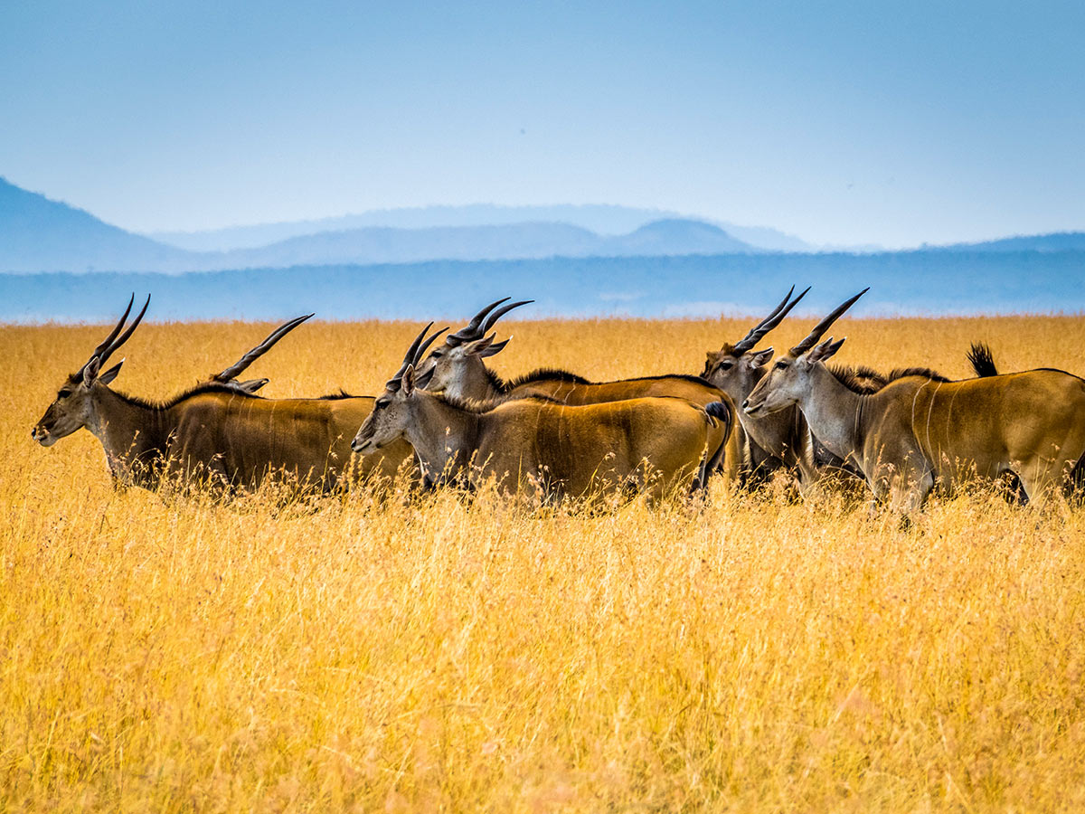 Antelopes in Maasai Mara Park on Tanazia and Kenia Safari