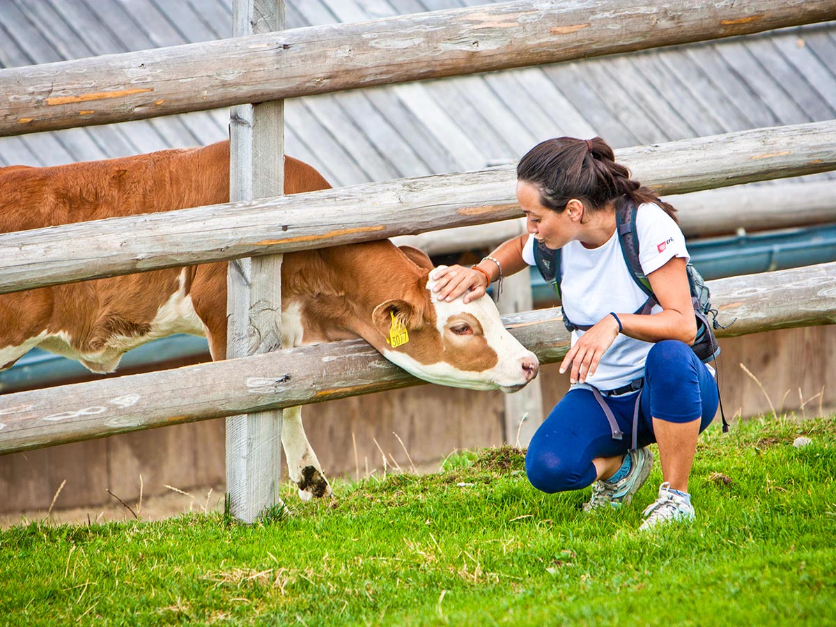 Petting a cow in Velika Planina Best Walks in Slovenia Tour