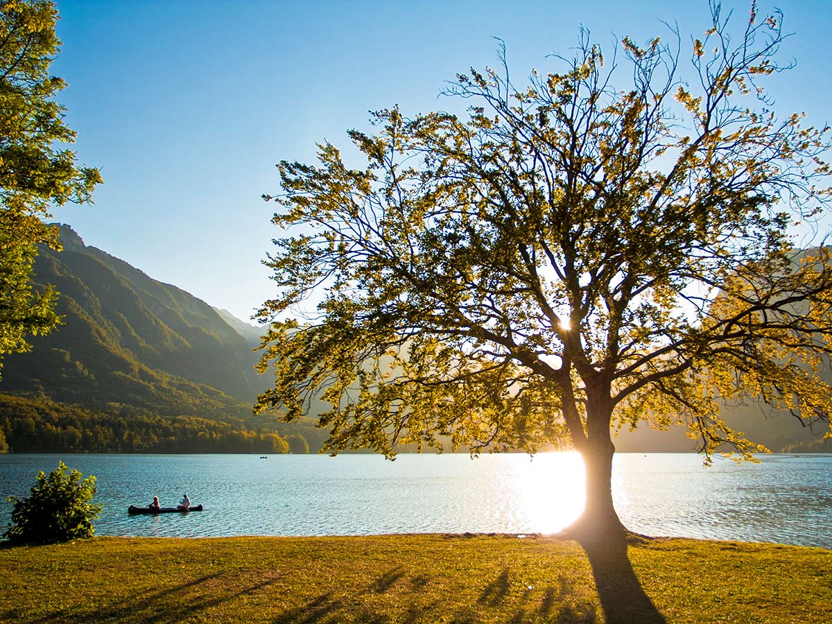 Lone tree near the lake in Slovenia seen on Discover Slovenian Alps Tour
