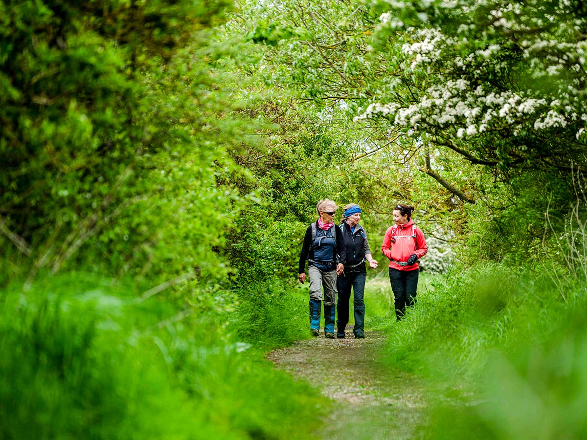 Beautiful path through the forest on Northumberland and the Lake District guided walking tour in Engla