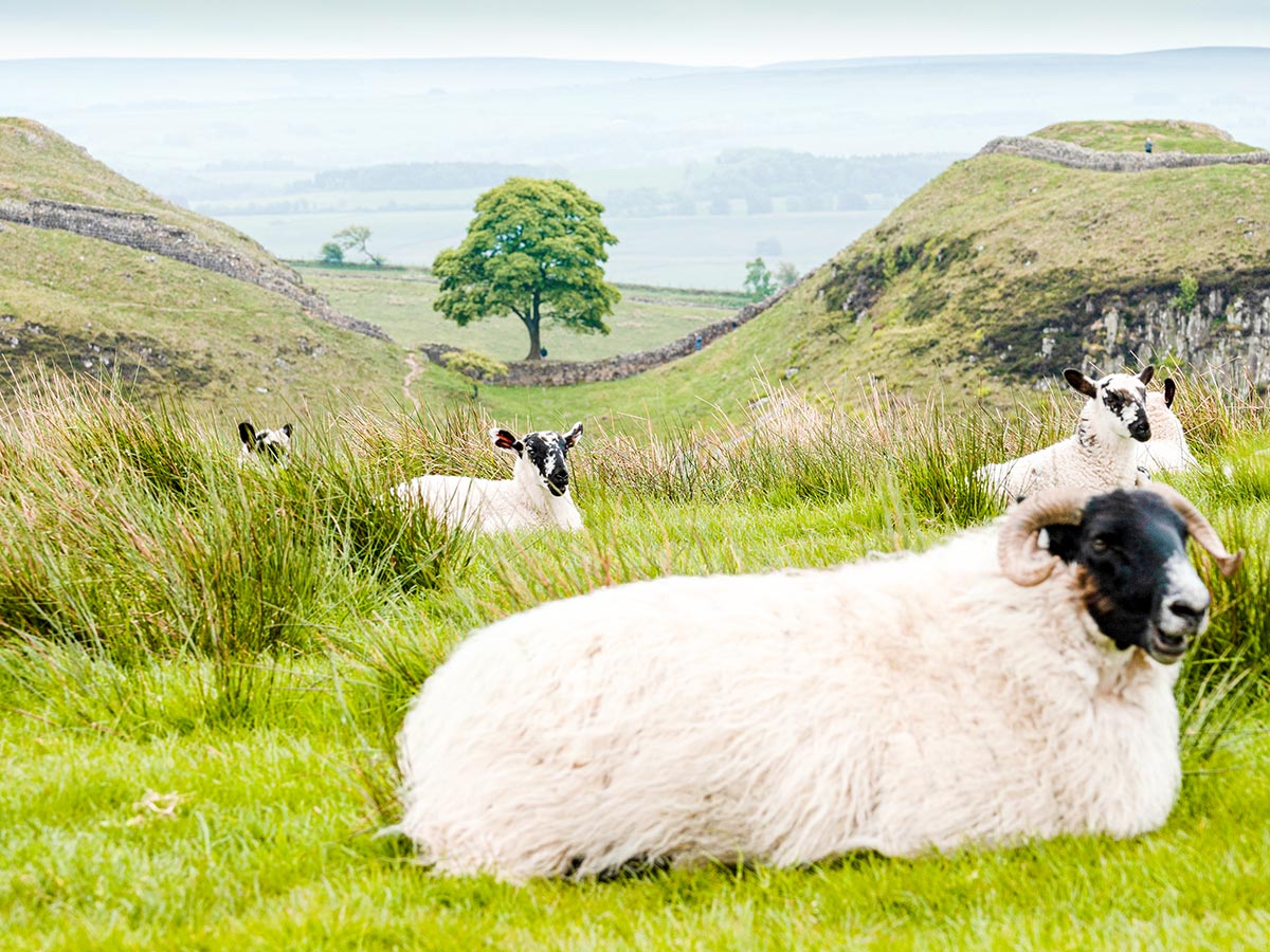 Texel sheep resting along the trail of Northumberland and the Lake District guided walking tour