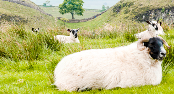 Northumberland and the Lake District Walking