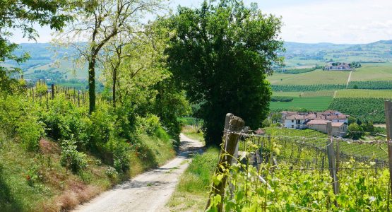 5-Day Guided Barolo Bike Tour