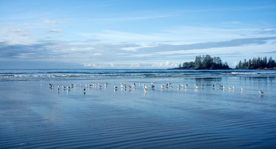 Tofino Bay In Vancouver Island