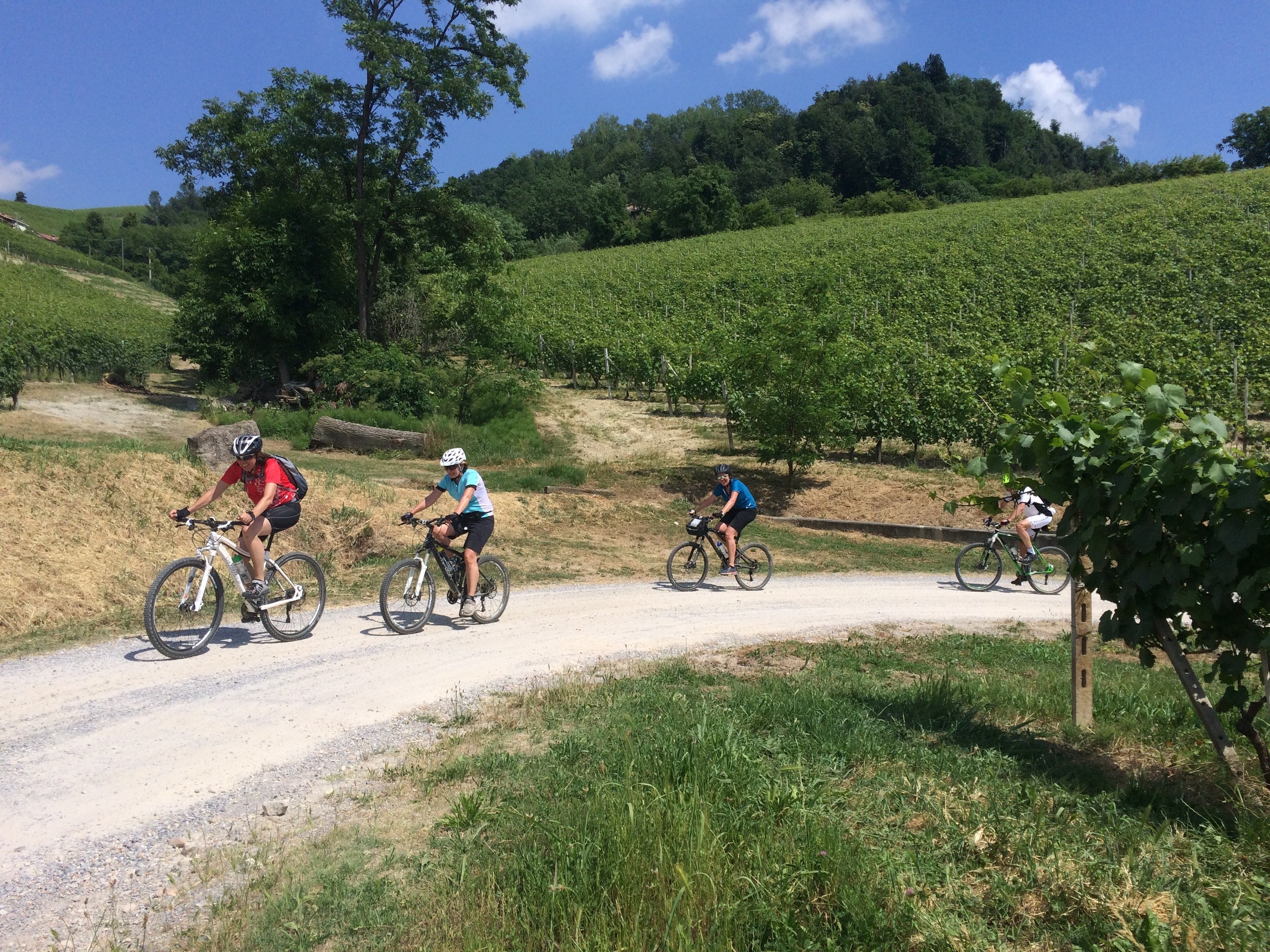 Group of cyclists biking in Barolo