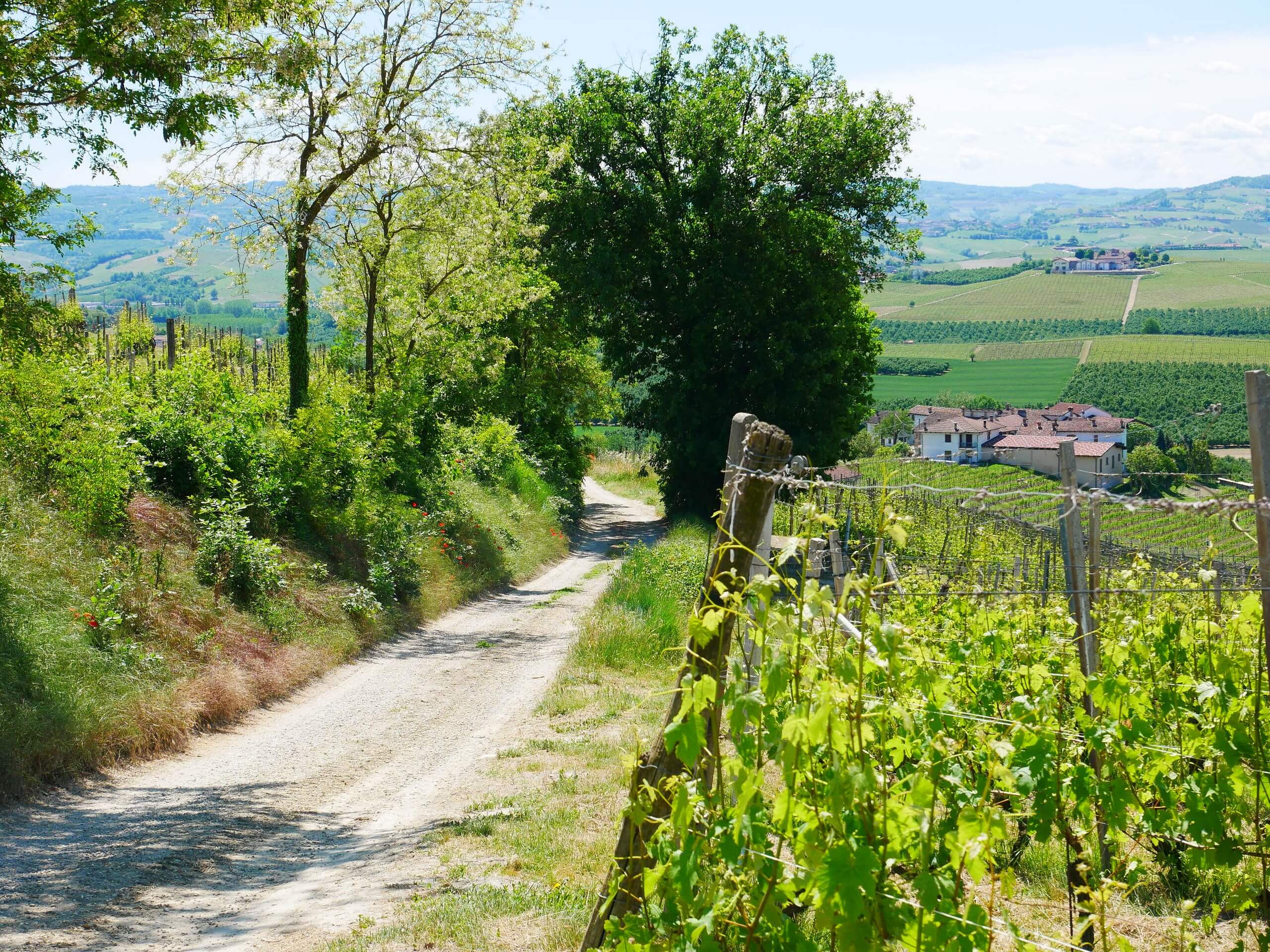 Biking through the lush vineries of the Barolo region in Italy