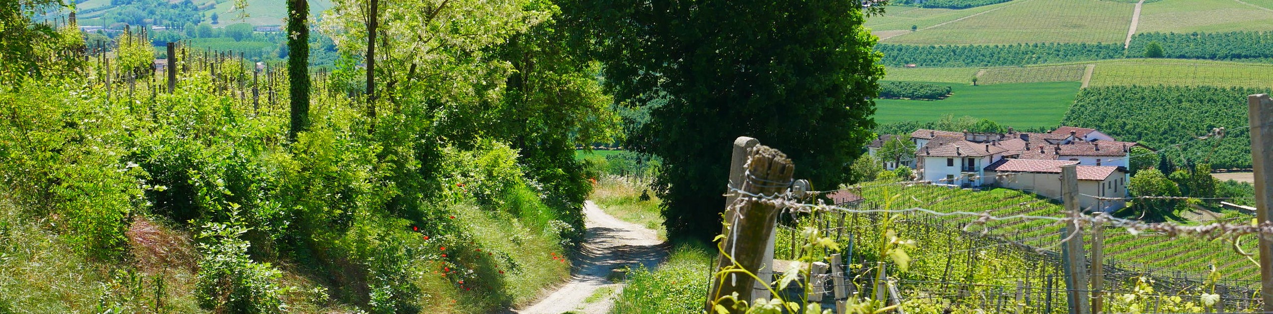 5-Day Guided Barolo Bike Tour