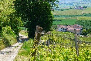 5-Day Guided Barolo Bike Tour