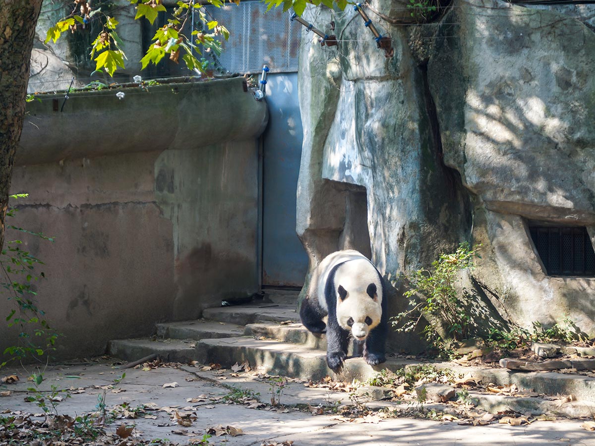 Visiting Pandas will make your day on China Tibet Encompassed Tour