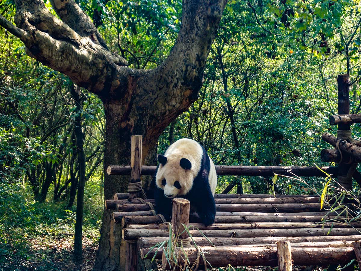 Visiting the sanctuary of pandas will make your day on Highlights of China Tour
