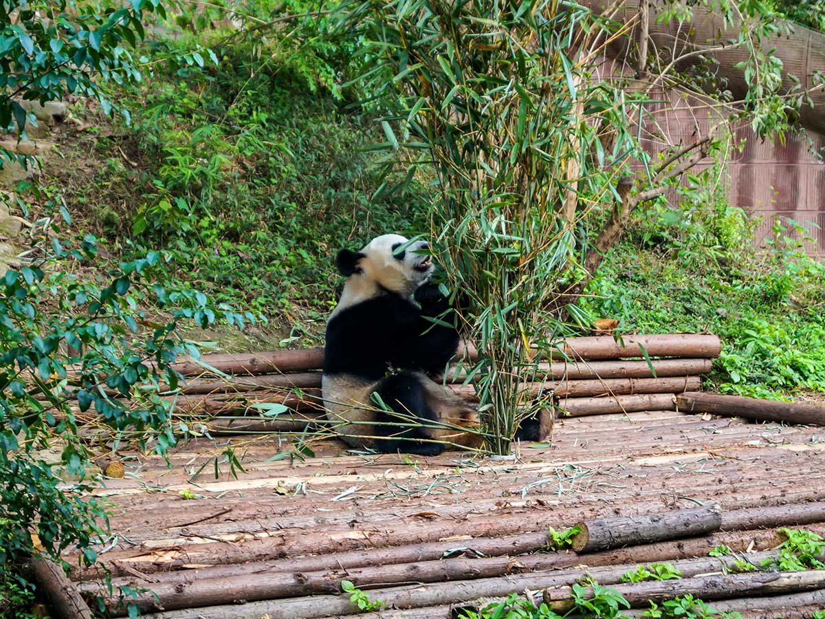 Panda seen on Highlights of China Tour while visiting the sanctuary of pandas
