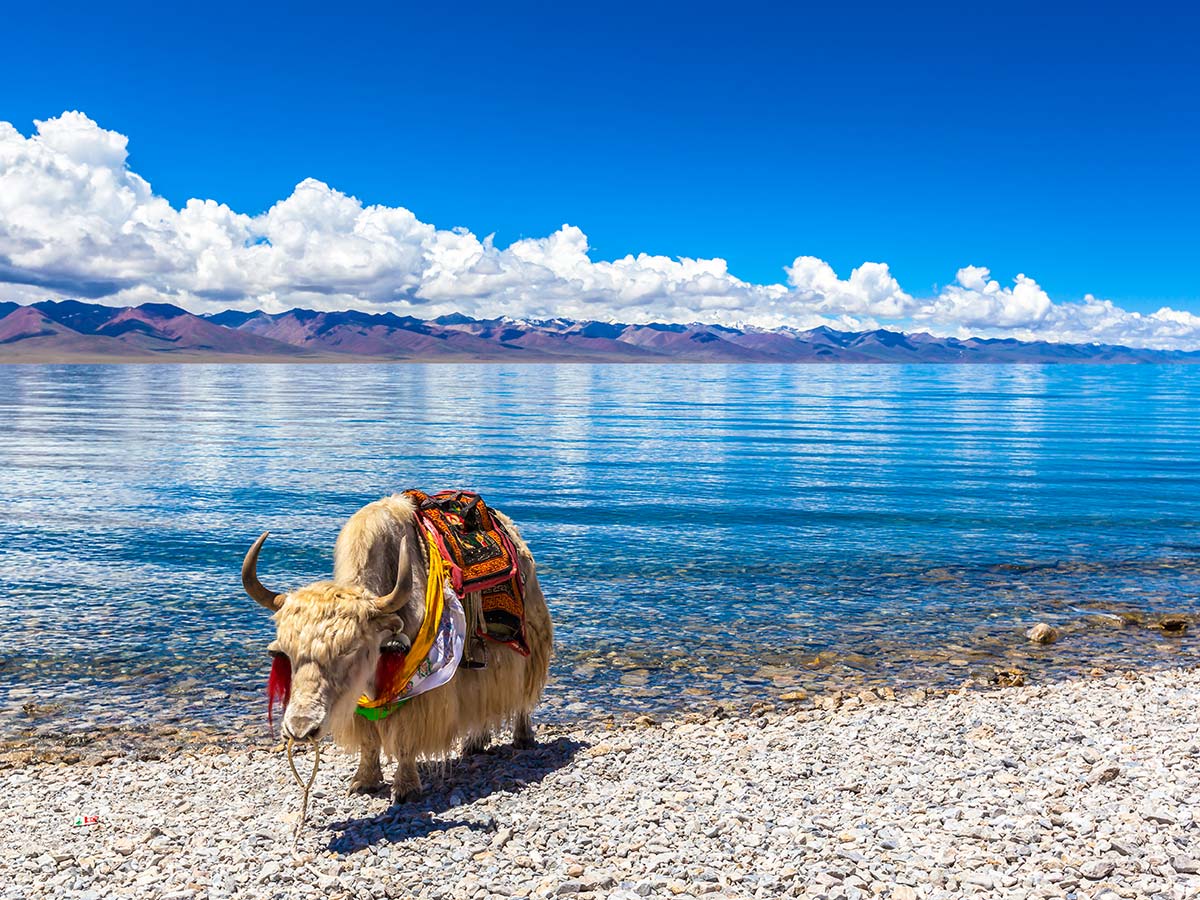 Beautiful yak met on Journey to Mount Kailash Tour in China
