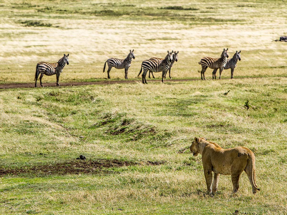 Lioness looking at zebras seen in Ngorongoro on the Great Migration Safari Tour