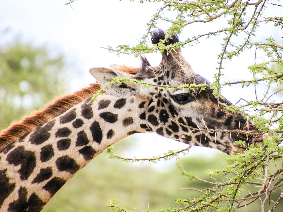 Girrafe met on the Great Migration Safari Tour in Tanzania