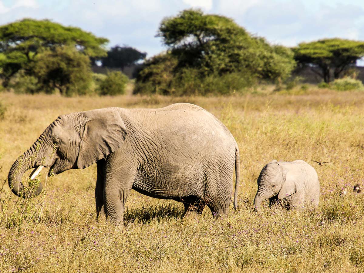 Grey elephants seen on the Great Migration Safari Tour in Tanzania