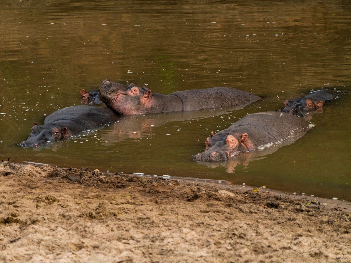 Great Migration Safari Tour in Tanzania has a big chance on spotting the hippopotamusses