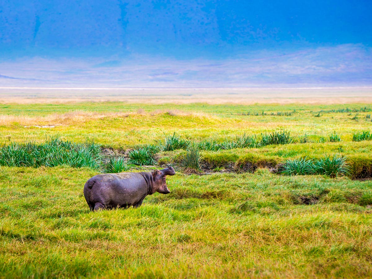 Hippopotamus in Ngorongoro Crater area during the Great Migration