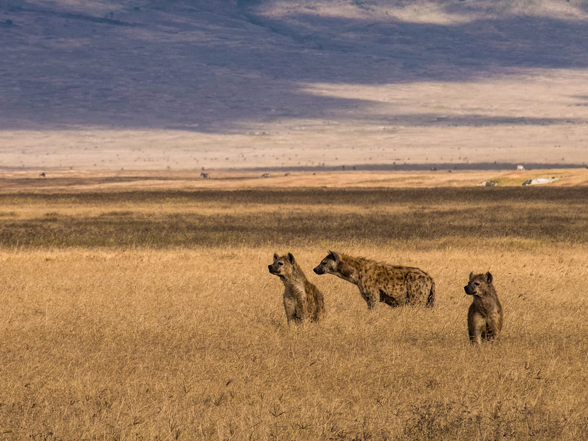 Group of hyenas near Ngorongoro seen on the Great Migration Safari Tour with a guide