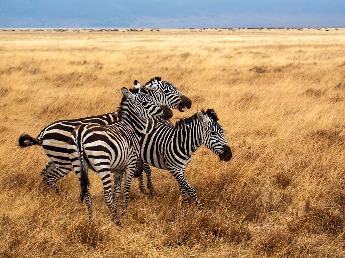 Playful zebras are common guests in Ngorongoro Crater area in Tanzania