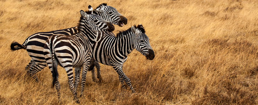 Great Migration Safari