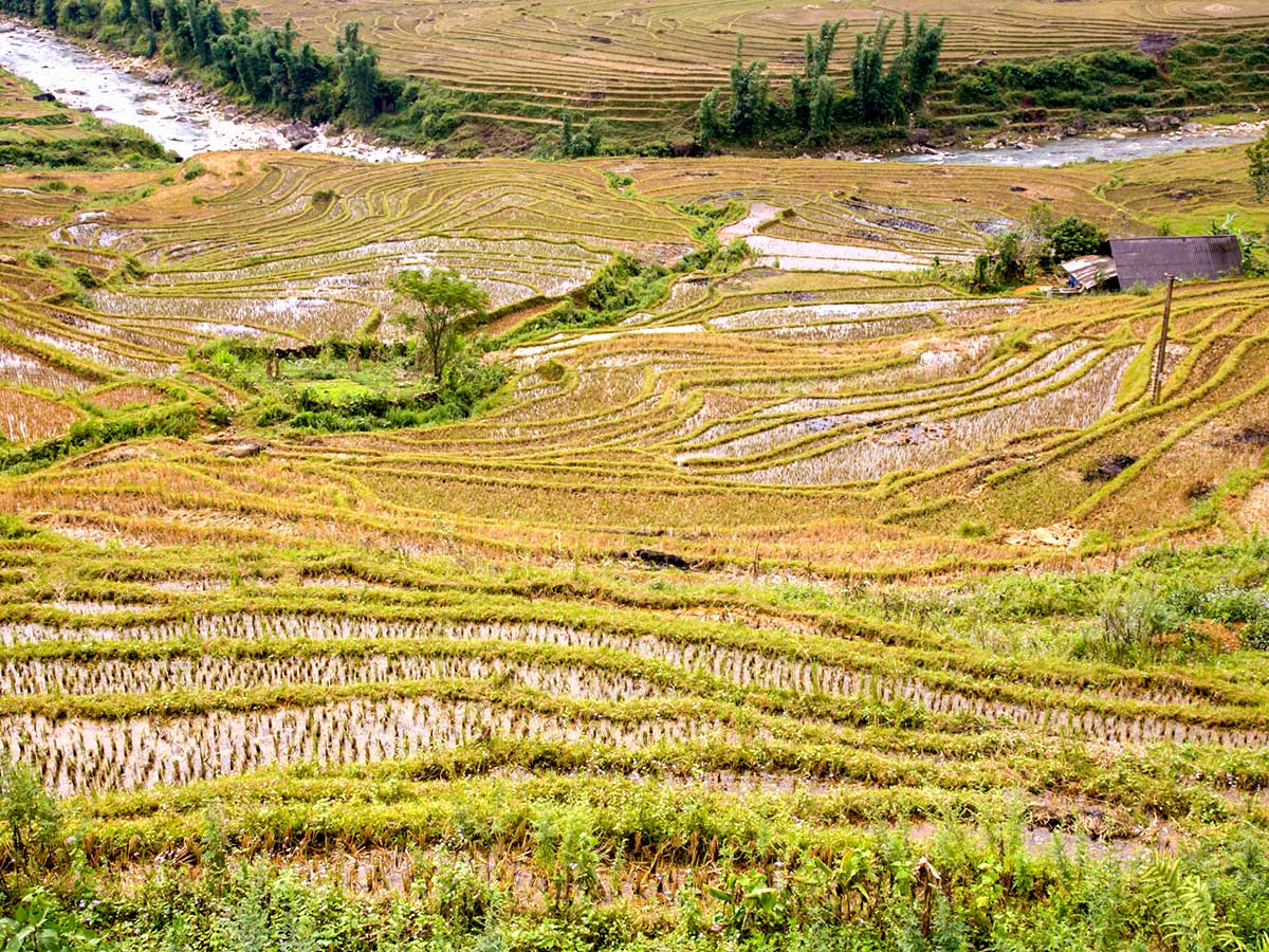 Farming terraces seen on th day of North Vietnam Mountain Trek