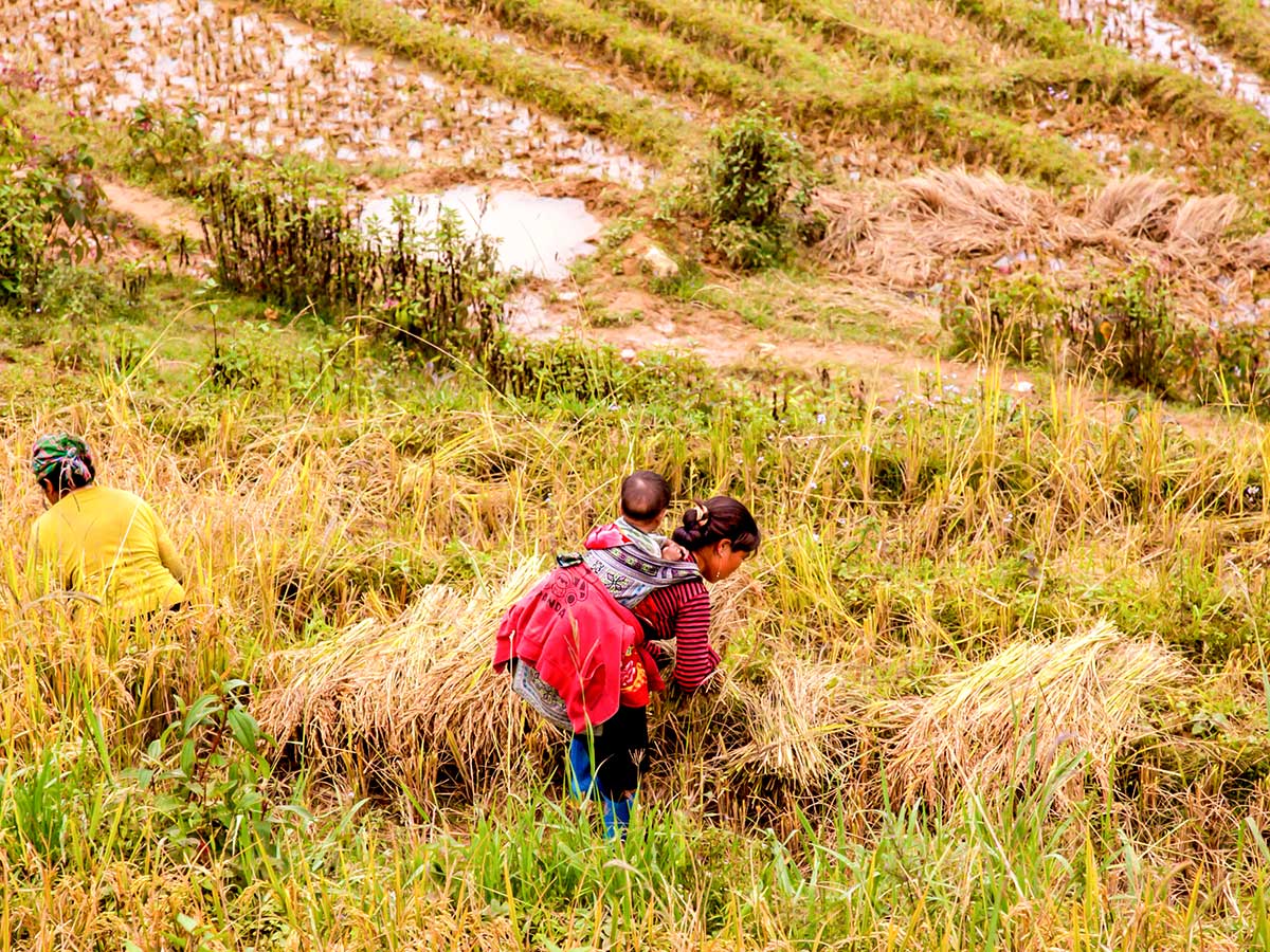 North Vietnam Mountain Trek includes trekking along the farmlands