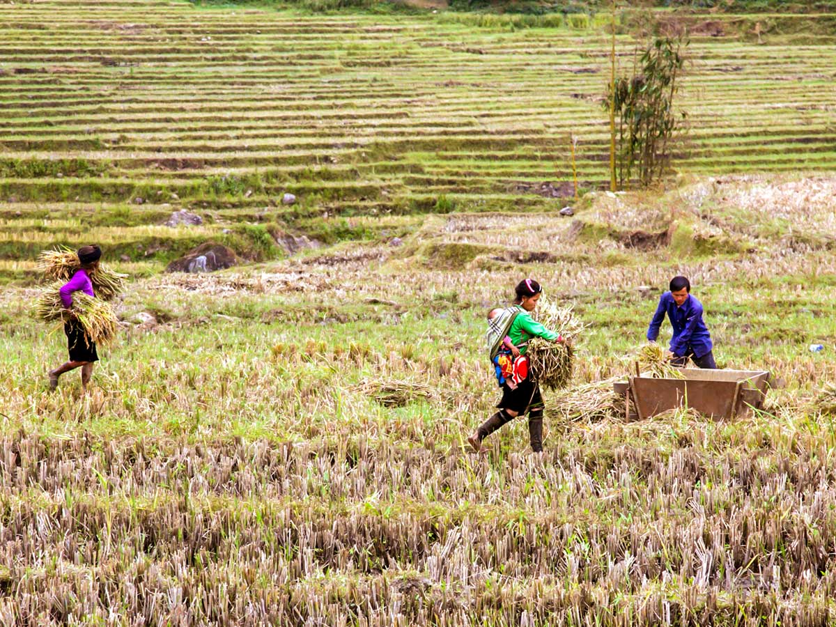 Farmlands seen along the trail on North Vietnam Mountain Trek