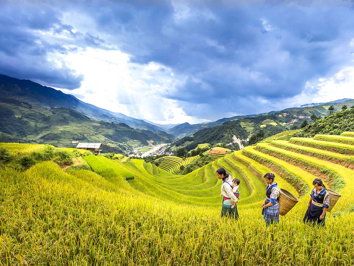 Beautiful terraces seen on day 8 of North Vietnam Mountain Trek