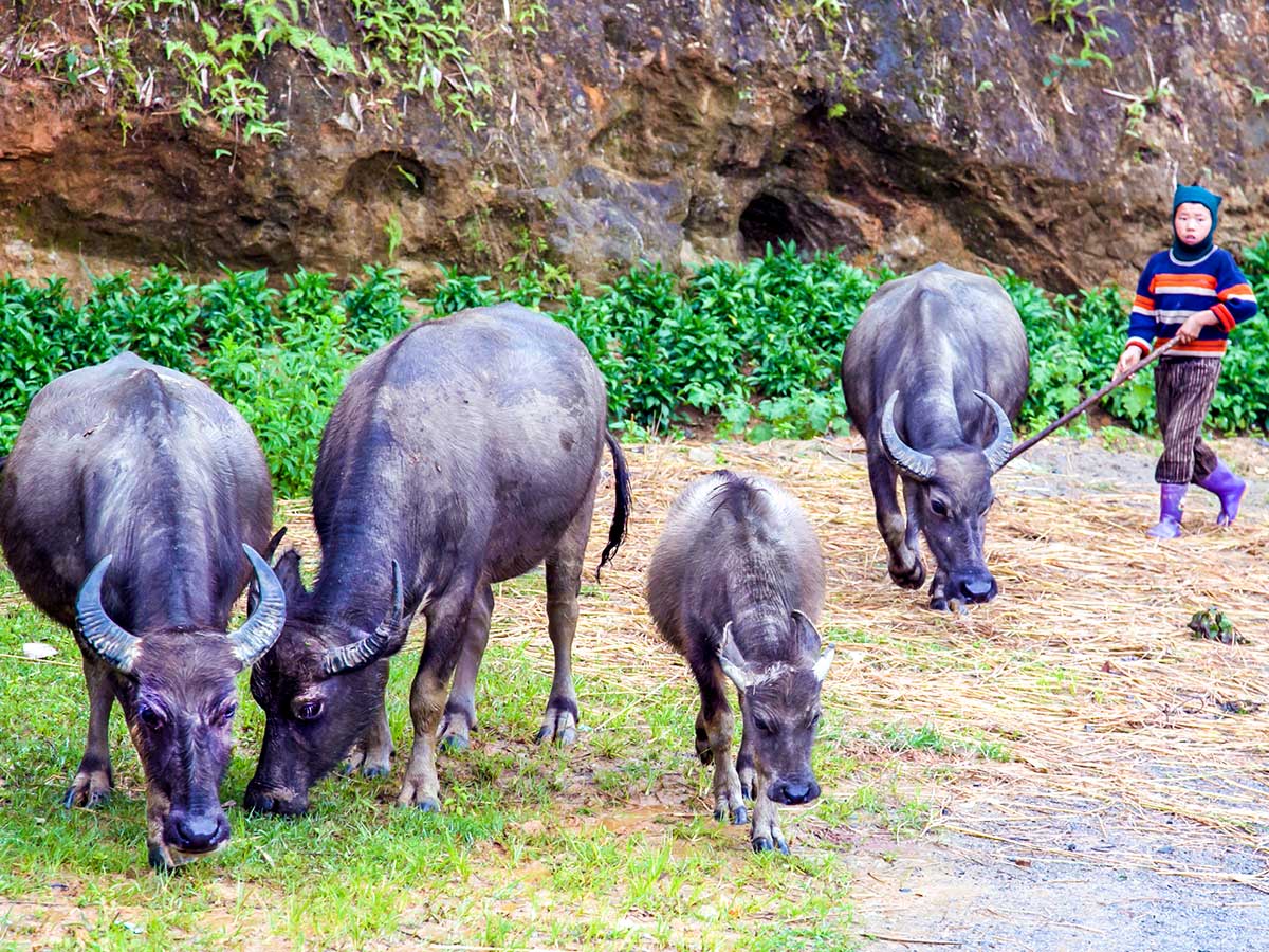 life of Vietnamese people in the north on North Vietnam Mountain Trek