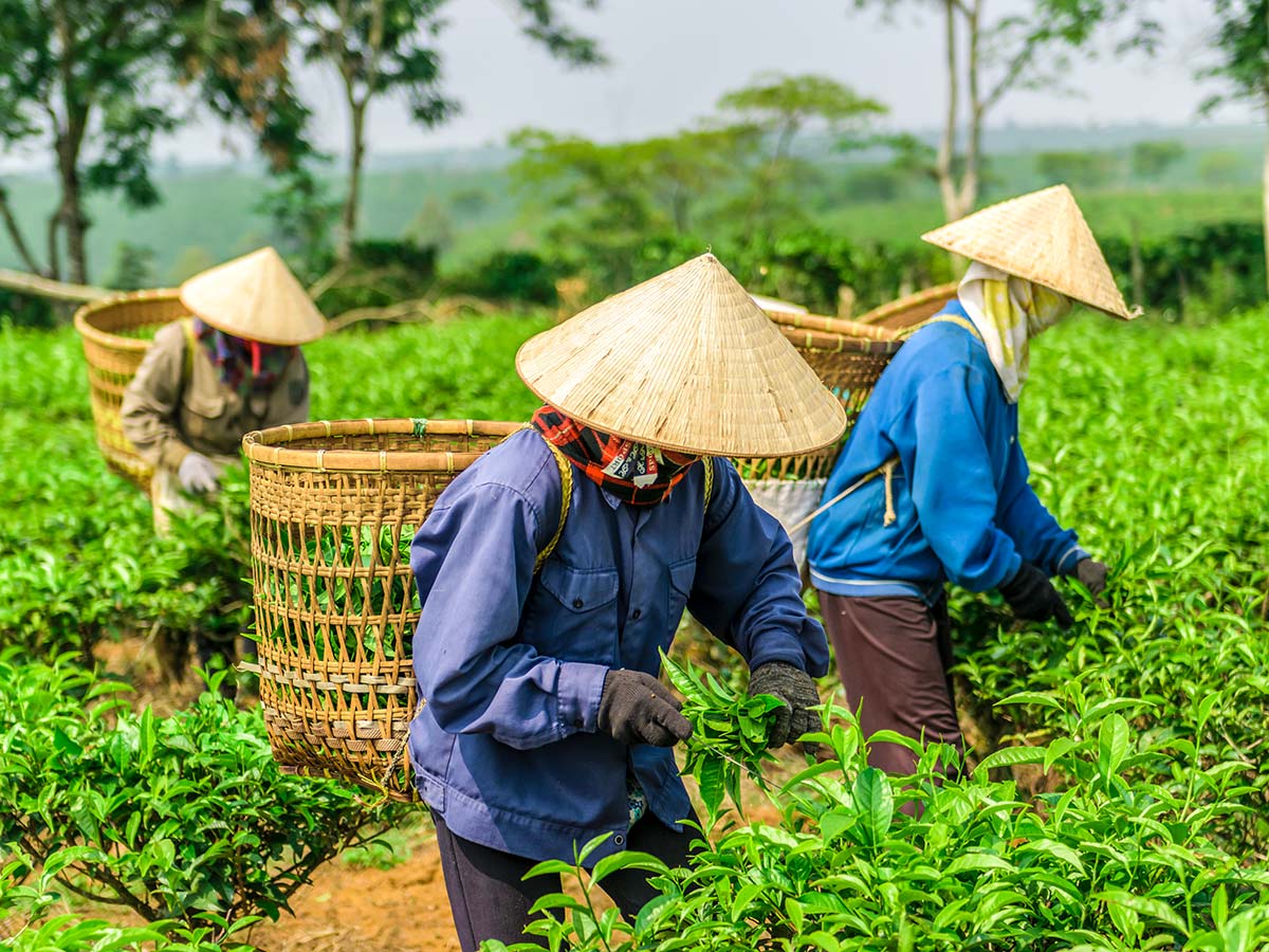 Tea farm seen on Northern Vietnam Mountain Biking Tour