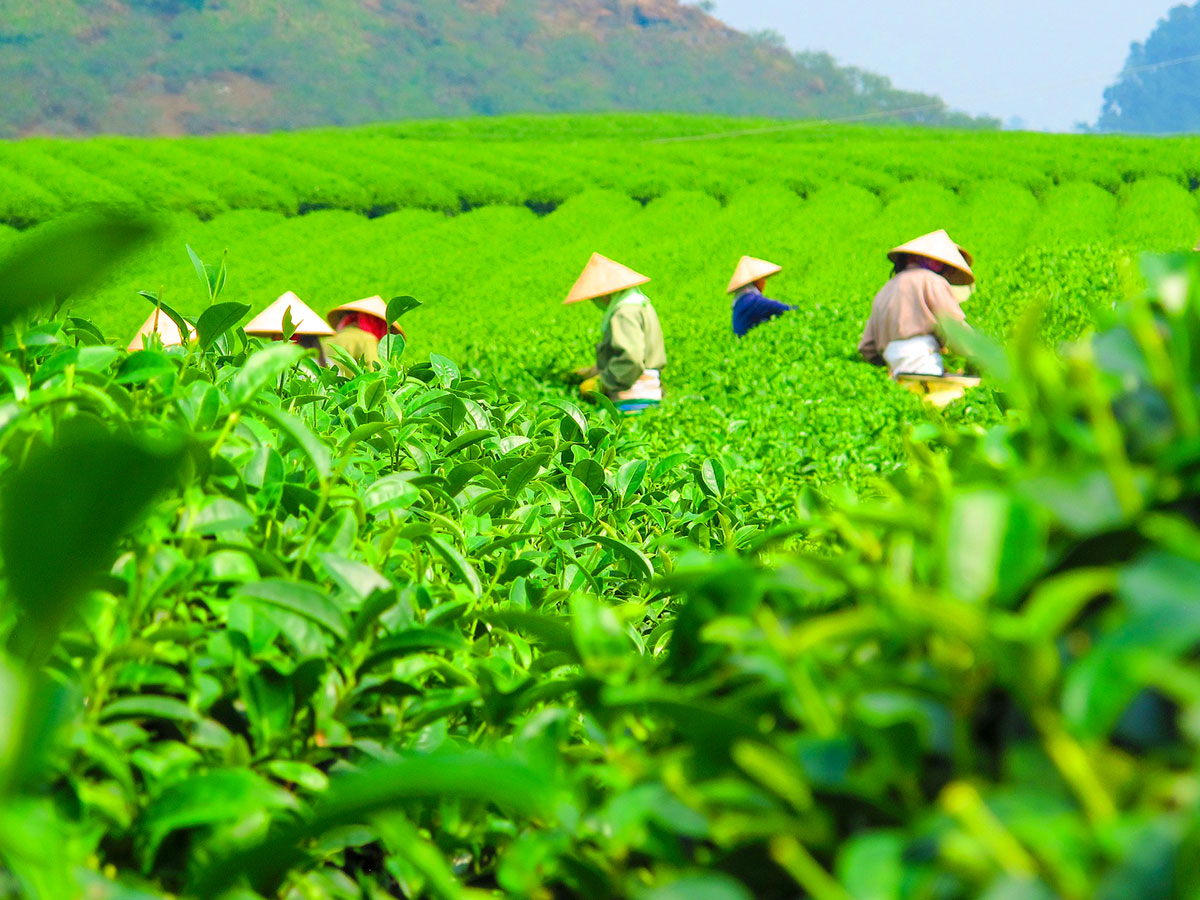 Tea fields on Vietnam Tropical Journey Tour in Vietnam