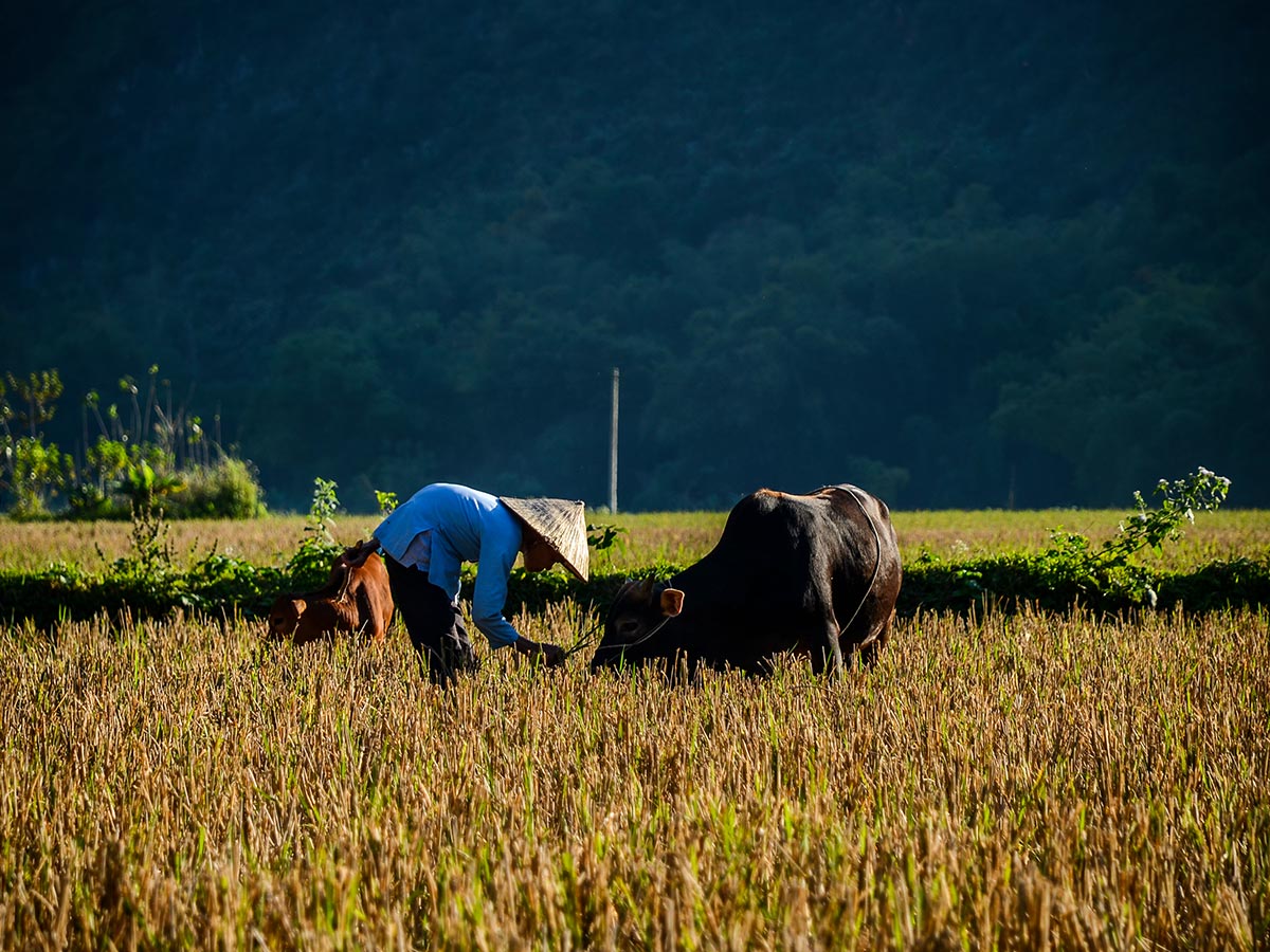 Tour in Vietnam is a great way to learn about Vietnam culture