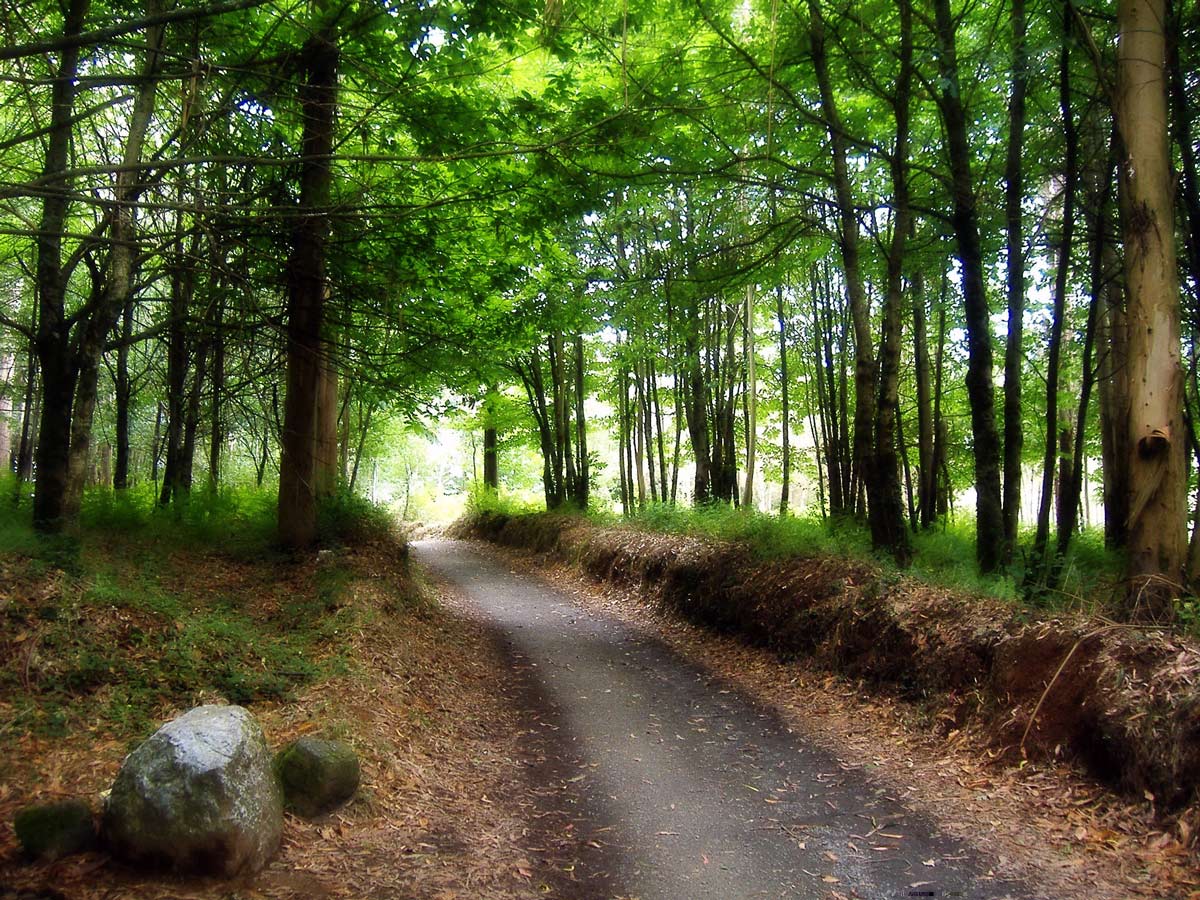 Camino de Santiago French Way route near Melide