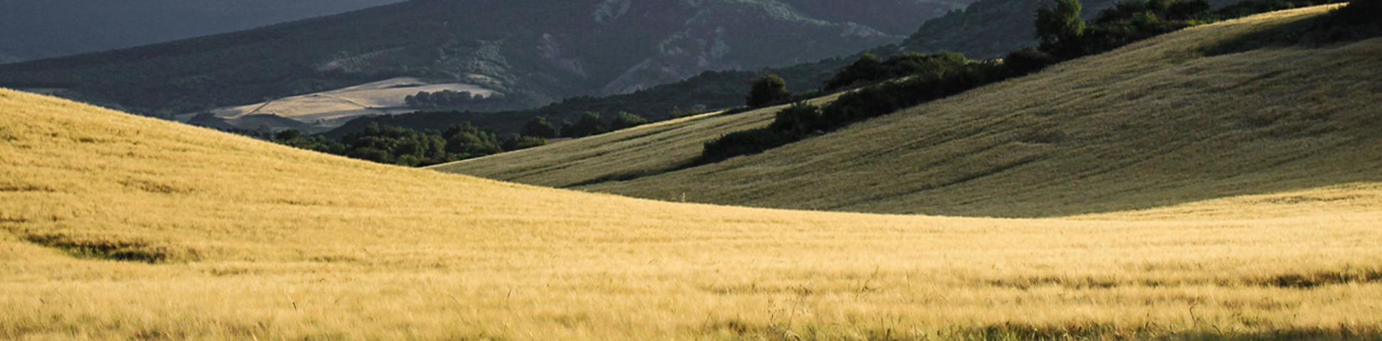 French Camino Lux