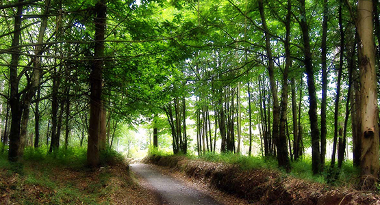 French Camino Lux