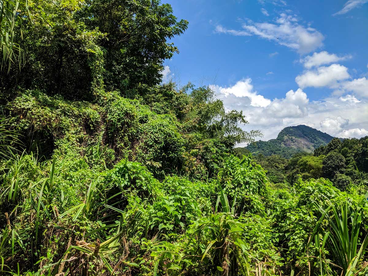 Beautiful lush forests along the trail of Biking in Western Ghats Tour in Kerala