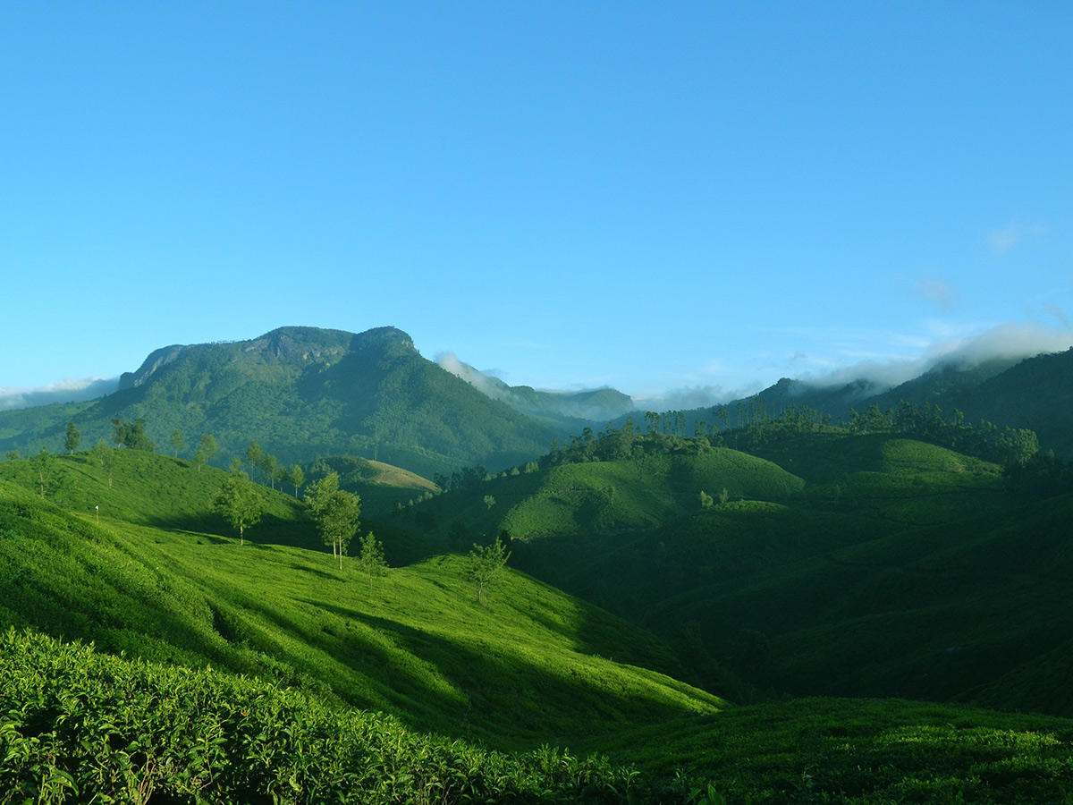 Overlooking the expansive tea fields near Munnar while on Western Ghats Luxury Hiking Tour