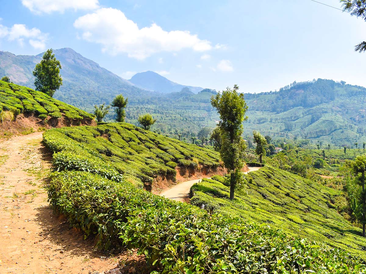 Beautiful tea farm seen in Munar while on trekking tour with a guide
