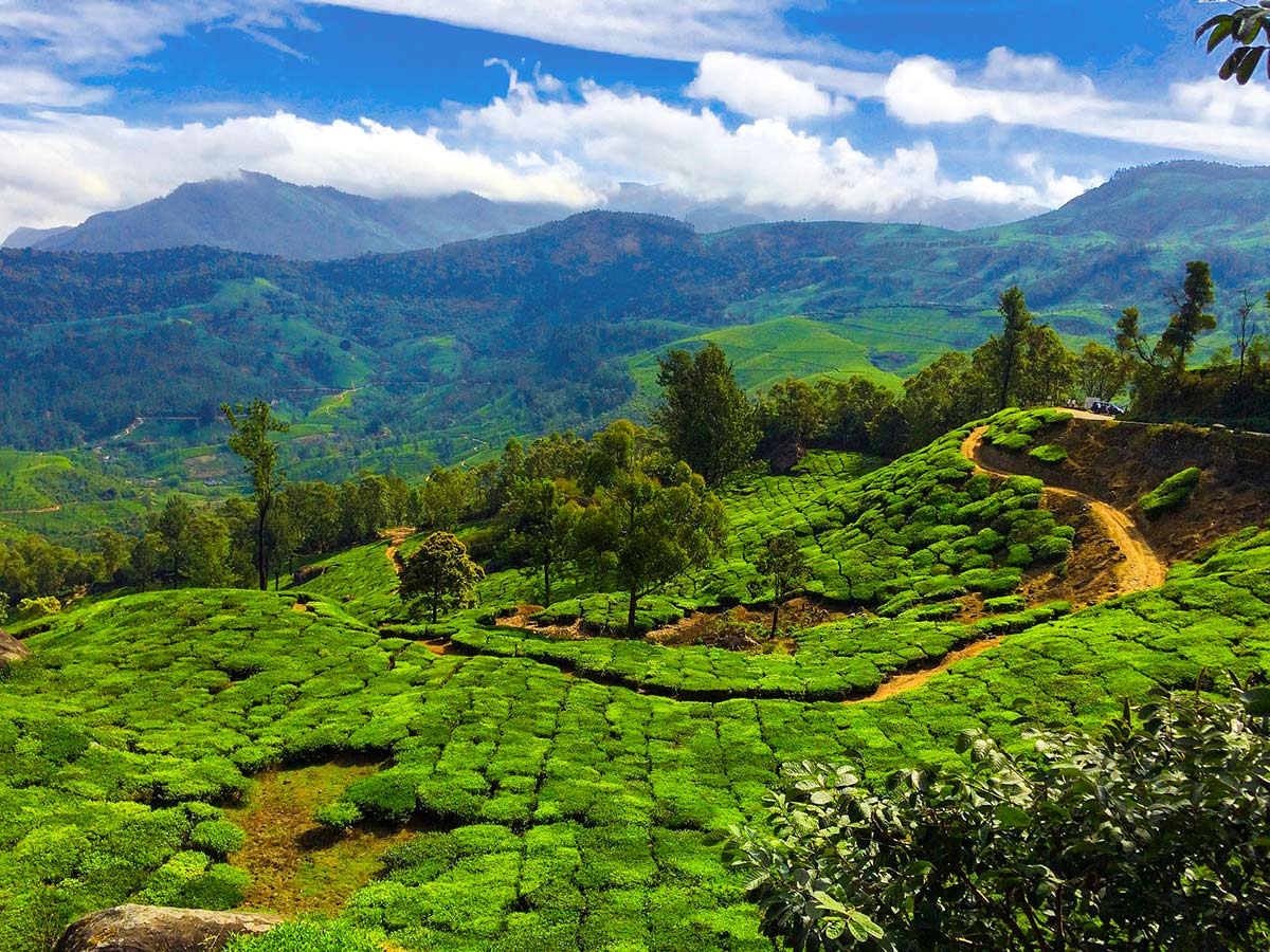 Tea farm near Munnar on hiking tour with a guide in Kerala
